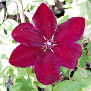 Clematis 'Westerplatte' - Schöne Kletterpflanze