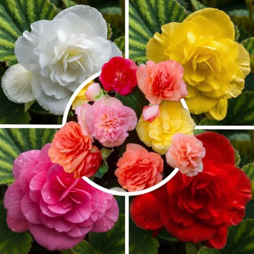FLORIUM - Begonien Knollen doppelte Kollektion (5 blumenzwiebeln) | Exklusivmischung pflanzen aus Holland | 5 Sorten/Farben | Mehrjährig Dekoration für Garten, Balkon (keine Samen, nicht winterhart)