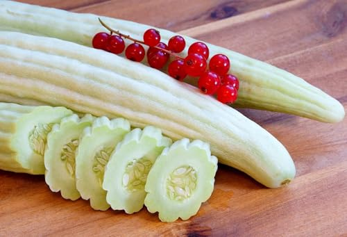 Armenische Gurke Samen – Tortarello Abruzzese Chiaro – Cucumis melo var. flexuosus – 30–50 cm und mehr – Mild, knackig, hitzetolerant – 20 Samen