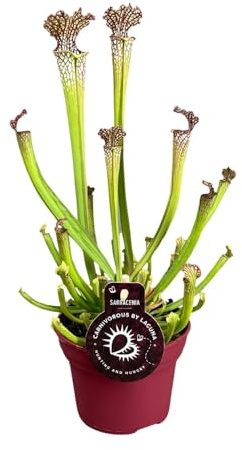 Sarracenia farnhamii - 30-40cm - Ø12cm - Zimmerpflanze - Immergrün