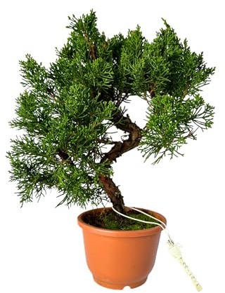 Bonsai Baum in einem Plastiktopf - Juniper Chinesis aus Japan - Chinesis Wacholder (12 cm Schale, 30-35cm Höhe)
