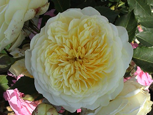 Englische Rose The Pilgrim im 7 Liter Rosentopf