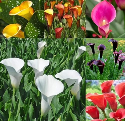 2 x gemischte Calla-Zwiebeln Made in Italy. Hergestellt in Romagna, große Glühbirne für außergewöhnliche Calla. Vertrauen Sie sich der Originalität