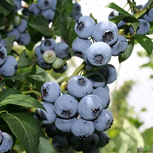 Riesen Heidelbeere – 30-50 cm | Reichtragende Blaubeere Vaccinium corymbosum | Große, Dunkelblaue Früchte