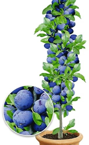 BALDUR Garten 1x Säulen-Zwetschgen 'Anja®', Pflanze im 3 Liter-Topf, Pflaumenbaum, Prunus domestica, winterhart, platzsparende Säule für kleine Gärten, Balkone & Terrassen