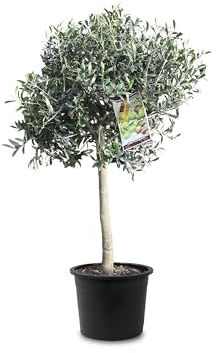 Tropictrees Natürlicher Olivenbaum, Echt Oliven Baum mit 100 cm Hochstamm, 6-8 cm Umfang, Obstbereite Pflanzen, draußen winterhart Pflanzen zur Gartendekoration, 14 kg