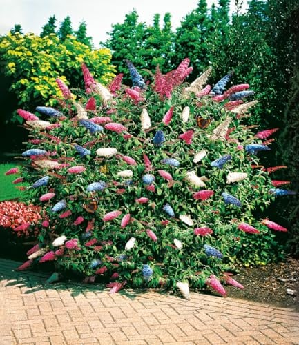BALDUR Garten 2x dreifarbiger Schmetterlingsstrauch 'Papillion Tricolor', Pflanzen im 12 cm-Topf, Buddleja davidii, Buddleia Schmetterlingsflieder, Sommerflieder, winterhart & trockenresistent
