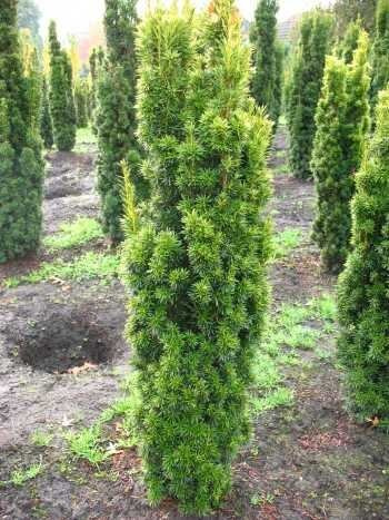 Plantenwelt Wiesmoor Eibe Fastigiata Aureomarginata, 70–80 cm hoch, Ballen | immergrün; säulenförmig, aufrecht, breit wachsend; Hecke, Formschnitt oder Einzelstellung