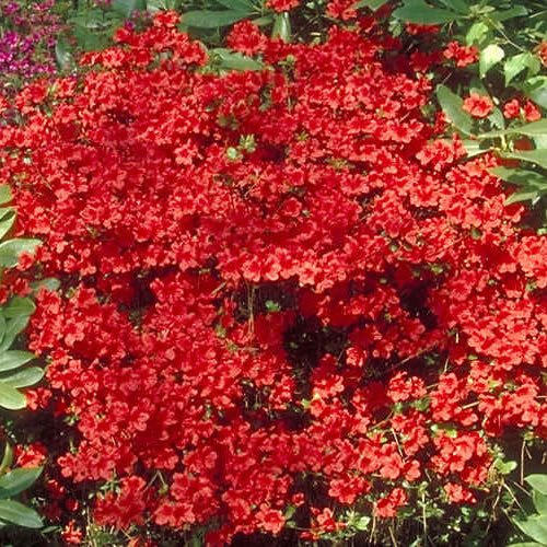 Gardeners Dream Azalee Winterhart 'Geisha RED' - Japanische Azalee Winterharte Pflanzen für Garten & Balkon - Winterharte Kübelpflanzen - Blühende Sträucher Winterhart Mehrjährig im 9cm Topf