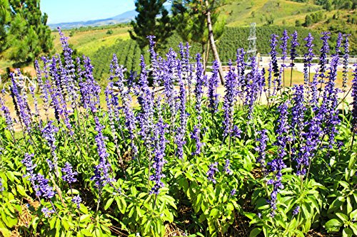 Wiesensalbei Salvia pratensis 150 Samen