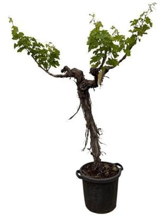 Weintraube – Vitis Vinifera – Weinrebe 220cm – Ø55cm – Verzweigter Stamm mit üppigem Blattwerk – Exklusive Kübelpflanze für Garten, Terrasse & Balkon – Essbare Trauben