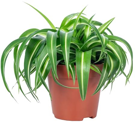 Grünlilie 'Bonnie' - pflegeleichte Zimmerpflanze, Chlorophytum Comosum - Höhe ca. 25 cm, Topf-Ø 12 cm