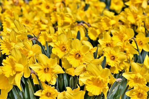 Narcis Geel Narzissen Blumenzwiebeln Gelb - 100 Stück leuchtend gelbe Osterglocken für Garten, Balkon & Beet