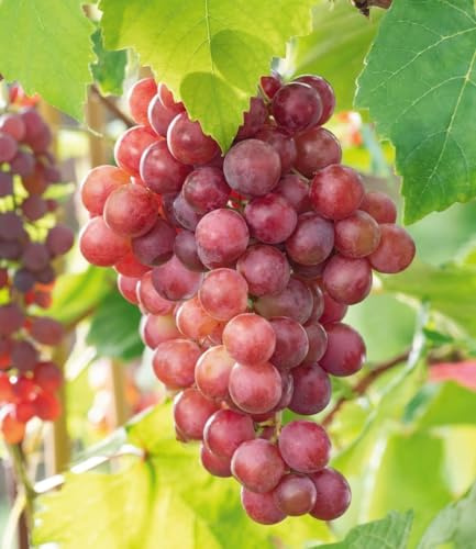 BALDUR Garten 1x Kernlose Tafel-Traube 'Vanessa®', Pflanze im 11 cm-Topf,Weinreben rot, Vitis vinifera, Weintrauben kernlos, winterhart, mehrjährig, Pilzfeste Sorte