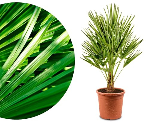 Meine Orangerie 'Mittelmeer Zwergpalme' - Winterharte Palme im Ø 22cm Topf - ca. 120cm inkl. Topf - Frosthart bis -12 Grad - Europäische Zwergpalme winterhart - Chamaerops humilis (Topf Ø 22cm)