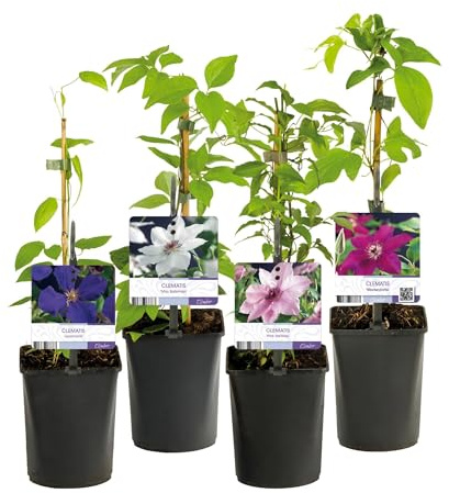 GreenboutiQ - Kletterpflanze - Clematis Rainbow - Blüte Rosa Weiß Lila Rot - Wenig Pflege - 4 Pflanzen - Topf 11cm Höhe 40cm