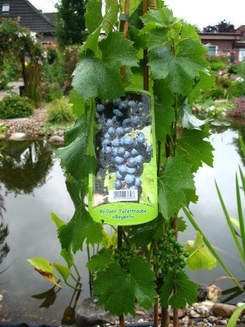 Weinrebe Regent 80 cm hoch im 3 Liter Pflanzcontainer