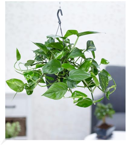 BALDUR Garten 1x Hängepflanze Efeutute, Pflanze im 15 cm-Hängetopf, Luftreinigende Zimmerpflanze, unterstützt das Raumklima, Grünpflanze, mehrjährig - frostfrei halten, Epipremnum pinnatum aureum