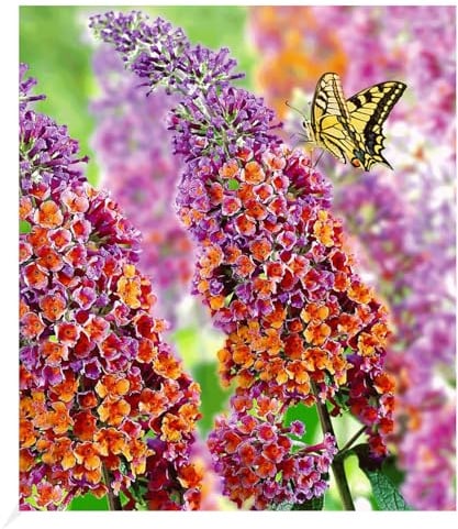 BALDUR Garten 1x Buddleia Sommerflieder 'Flower-Power' Schmetterlingsflieder, Pflanze im 2 Liter-Topf, Buddleja Hybride, winterharter Schmetterlingsstrauch, Zierstrauch mit atemberaubenden Farbspiel