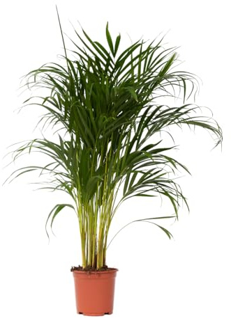 Plant in a Box - Dypsis Lutescens - Areca Goldfruchtpalme - Zimmerpflanze - Luftreinigende palme - Topf 21cm - Höhe 100-120cm
