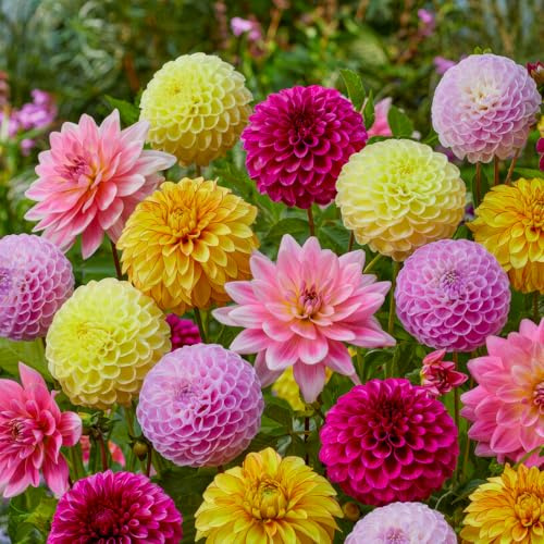 FLORIUM - Dahlien knollen Grandpack Kollektion (10 Riesen Blumenzwiebeln) | Exklusivmischung aus Holland | Robuste Mehrjährig Dekoration für Garten, Balkon, Blumenbeete (keine Samen, nicht winterhart)