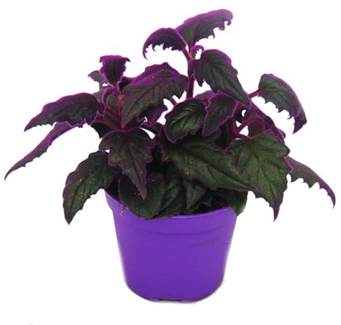 Exotenherz - Gynura Purple Passion - Samtblatt - Samtnessel - lilafarbene Pflanze - 9cm