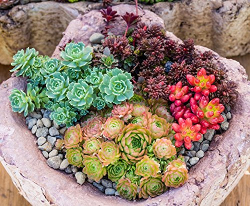 Sedum Mischung - min. 300 Samen