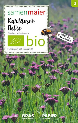 BIO Wildblumen - Kartäuser Nelke Samen - Rosa Blüten, Ausdauernd, Höhe 20-50 cm, Aussaat März bis Juli, Inhalt für ca. 15 Pflanzen - Samen Maier