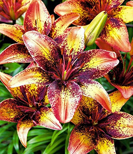 5 Zwiebeln Baumlilien Lilien RiesenlilieTribal dance (orange lila) bis 150cm winterhart duftend Sommerblüher