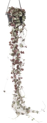 Plant in a Box - Ceropegia linearis Woodii - Senkrecht-Herzblatt - Kettenpflanze - Topf 14cm - Höhe 20-30cm