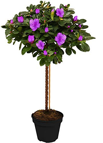 Gardeners Dream Japanische Azalee Winterhart (Azalea Japonica) - Azaleen Pflanzen Stamm - Rhododendron Pflanze - Winterharte Pflanzen für Garten - Lila - Gesamthöhe von den Wurzeln ca. 75 cm