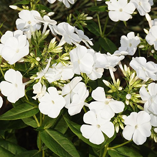 Blumixx Stauden Phlox amplifolia 'Waupee' – Großblättrige Flammenblume, weiß blühend, winterharte Staude, pflegeleicht, für Beet