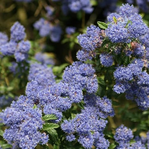 3 x Ceanothus 'Concha'-Federbusch;Kalifornischer Flieder 'Concha' 30-40 cm im Container - Tiefer Glanz für Ihren Garten