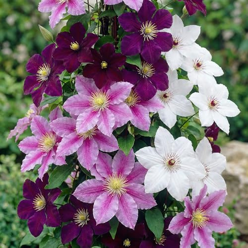 Clematis Tricilor Kollektion - 3 Pflanzen - Mix von 3 Sorten - 1 von jeder Farbe - Stauden Winterhart Mehrjährig - aus Holland (kein Samen, Zwiebeln und nicht künstlich) - Weiß-Rot-Rosa-Violett Farben