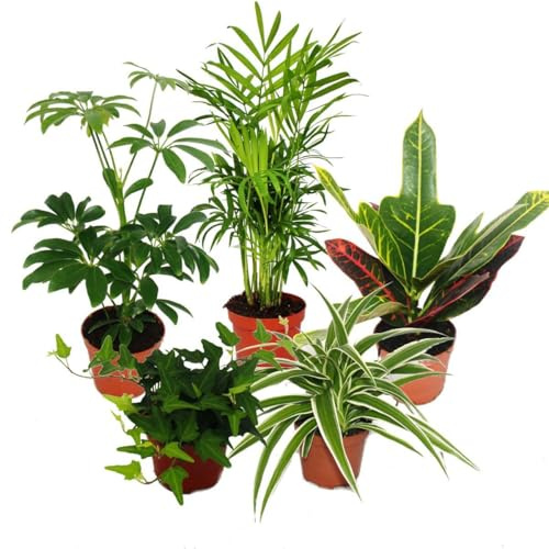 Großes Zimmerpflanzen Set mit 5 Pflanzen - 9cm