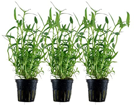 AquaOne Aquarium Pflanze 3 Stück Murdannia keisak Stängelpflanze | Wasserpflanze Aquariumpflanze voll durchwurzelt einfach pflegeleicht Aquascaping Dekoration