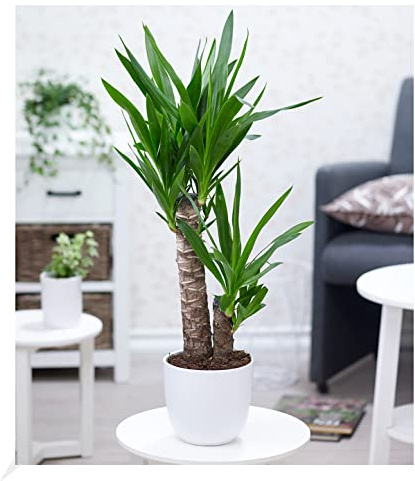 BALDUR Garten 1x Yucca Palme ca. 65-75 cm hoch, Pflanze im 17 cm-Topf, Zimmerpalme, Zimmerpflanze, Grünpflanze, mehrjährig - frostfrei halten, pflegeleicht, Wasserbedarf gering, Yucca elephantipes