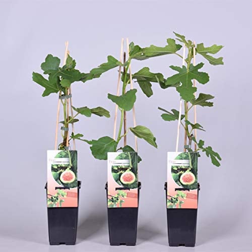 winterharte eßbare Feige, Ficus carica Brown Turkey 40 - 60 cm hoch im Pflanzcontainer