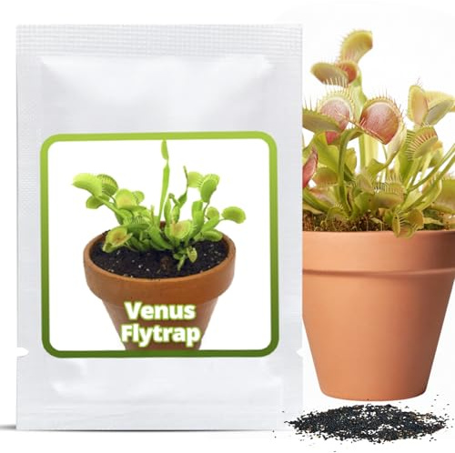 Magic of Nature Venusfliegenfalle Samen (ca. 20 Stk.) - Dionaea muscipula Saatgut - Fleischfressende Pflanze für Zimmer & Fensterbank - Exotische Zimmerpflanze