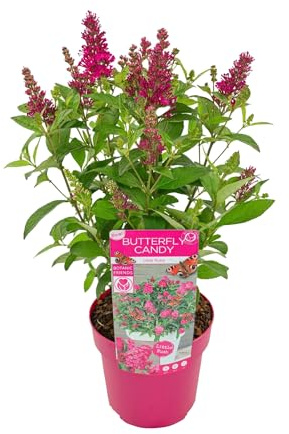 Bloomique - Buddleja Butterfly Little Ruby - Schmetterlingsflieder - Gartenpflanzen - Winterhart - Höhe 30-40 cm - Topf 19 cm