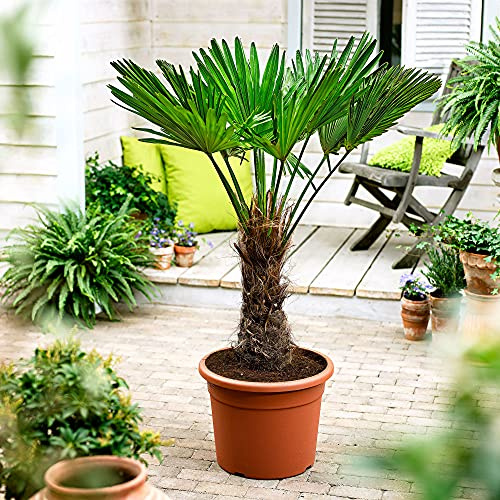Trachycarpus fortunei | Chinesische Hanfpalme | Höhe 130-140 cm | Topf-Ø 27 cm