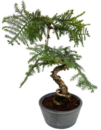 Zimmerpflanze Araucaria Cunninghsmii P25 Bonsai
