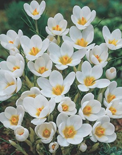 100 Botanische Krokusse Ard Schenk Blumenzwiebeln Crocus