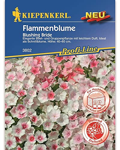 Kiepenkerl Flammenblume 'Blushing Bride',1 Portion