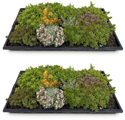 GreenboutiQ - Bodendecker - Winterhart - Sedummatte - Besteht aus 10 Sorten - X2 - Wenig Pflege - Länge 50cm Breite 30cm