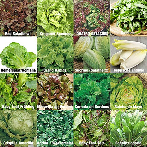 Prademir – Salatsamen Set aus 16 seltenen & alten Sorten – Salat Anzuchtset mit 100% Natursamen handverlesen aus Portugal – Salatsaat mit hoher Keimrate für Garten, Balkon, Terrasse, Gewächshaus