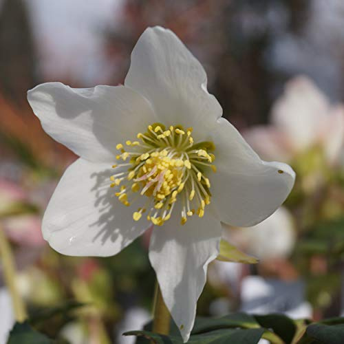 Blumixx Stauden Helleborus niger – Christrose, Schneerose, weiß blühend, winterharte & insektenfreundliche Staude, langlebig, für Garten