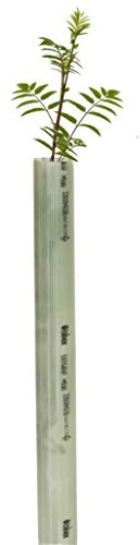 Tubex Easywrap Obstbaumschutz | 60cm | Ø 50-65mm | 80 Stück | hellgrün | Wuchshülle und Verbissschutz speziell für Obstbäume