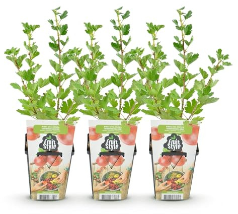 GreenboutiQ - Obstpflanzen - Stachelbeere - Ribes uva-crispa Hinnonmaki Rod - Winterhart - 3 Pflanzen - Topf 9 cm - Rote Beere