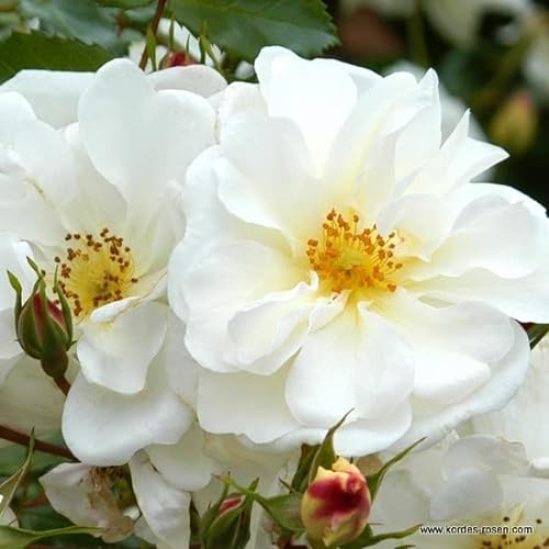 2x Bodendeckerrose 'Diamant' - Kordes Rigo-roos - Plant-o-fix -Topf